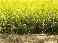 找兗州市春之源苗木種植專業合作社的全國推廣法桐價格優惠價格、圖片、詳情,上一比多_一比多產品庫